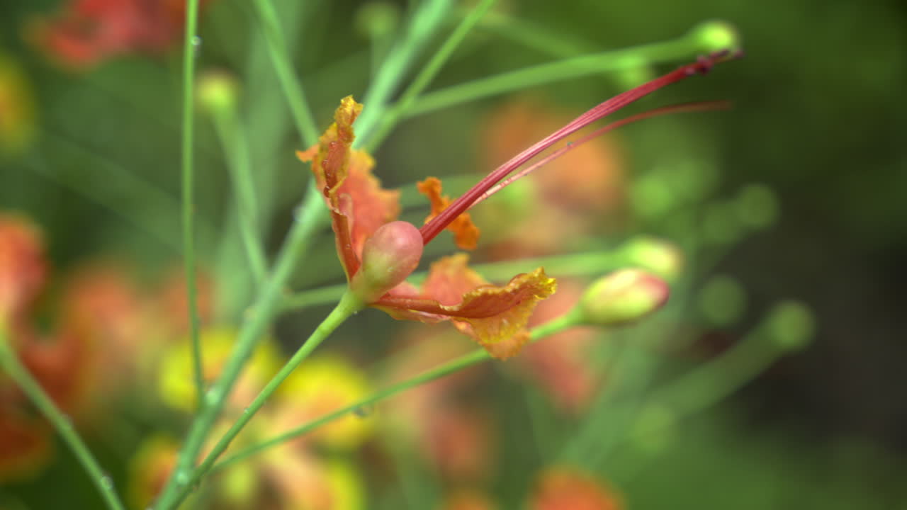 cerca de la flor de poinciana real, una flor roja con borde amarillo, flor de caesalpinia pulcherrima o rajamalli en el jardín natural