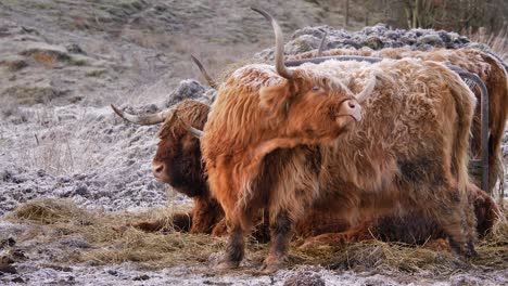 highland cow scratching itself under frost in the morning in a rural area of scotland, united kingdom