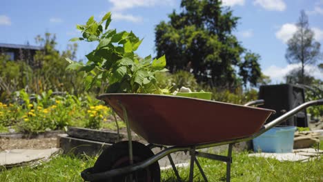 ángulo-Bajo-De-Un-Carro-Con-Algunas-Plantas-En-El-Jardín-De-Tierras-De-Cultivo-De-Primavera