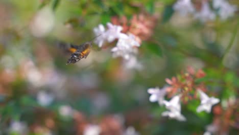 Colibrí-Halcón-polilla-Alimentándose-De-Néctar-Y-Flores-Polinizadoras,-Cámara-Lenta