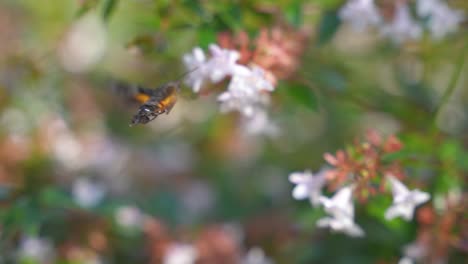 colibrí halcón-polilla alimentándose de néctar y flores polinizadoras, cámara lenta