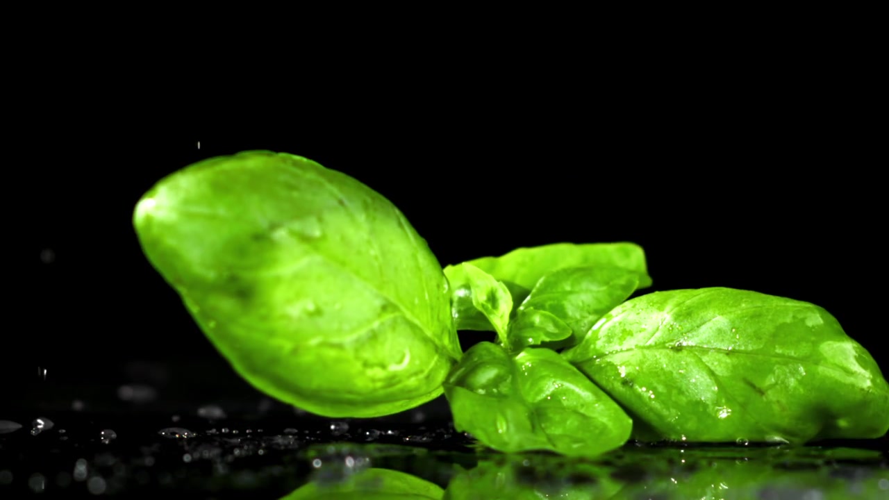 Foglie di basilico verde fresco che cadono su una superficie bagnata al rallentatore