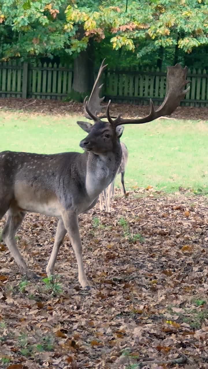 Fallow Deer in Autumn Landscape