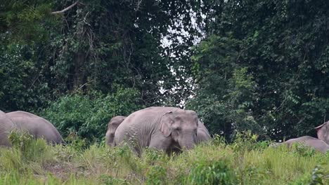 un individuo que va a la izquierda y luego el otro sigue revelando una madre y un niño en medio de la hierba, elefante indio, elephas maximus indicus, tailandia