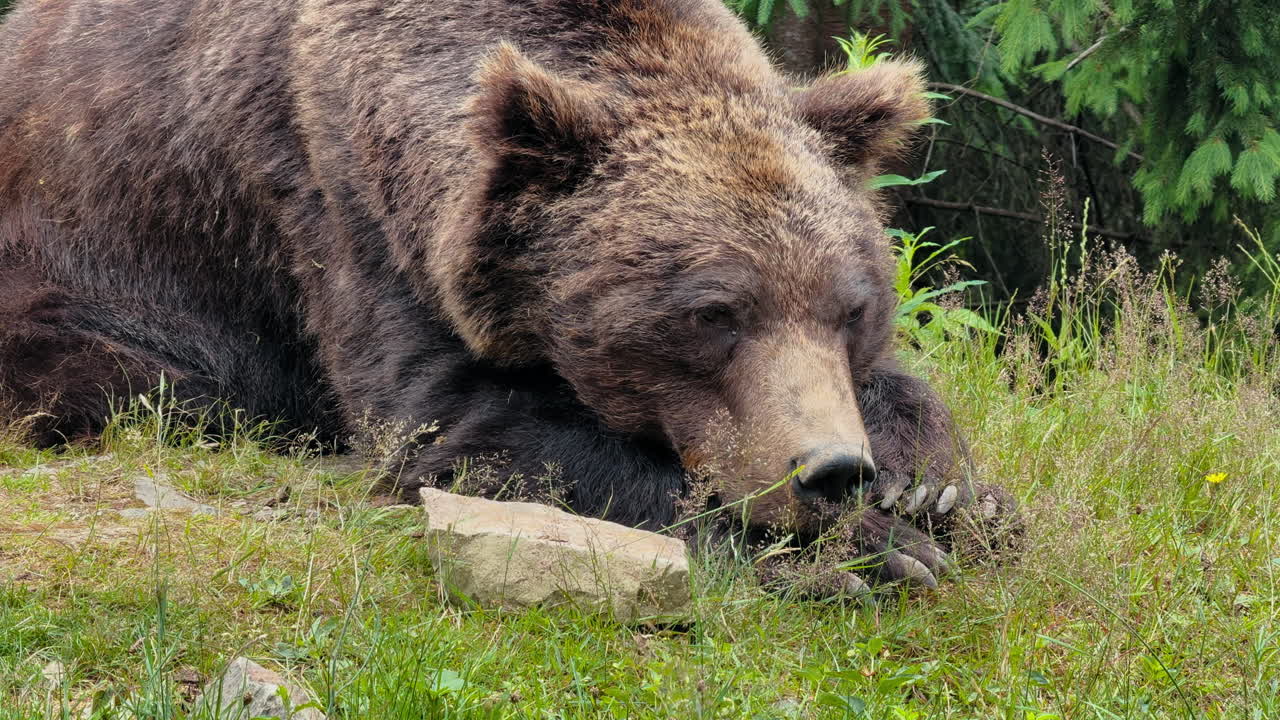 Un grande orso bruno riposa placidamente in un prato erboso con una foresta sullo sfondo in bella mostra.