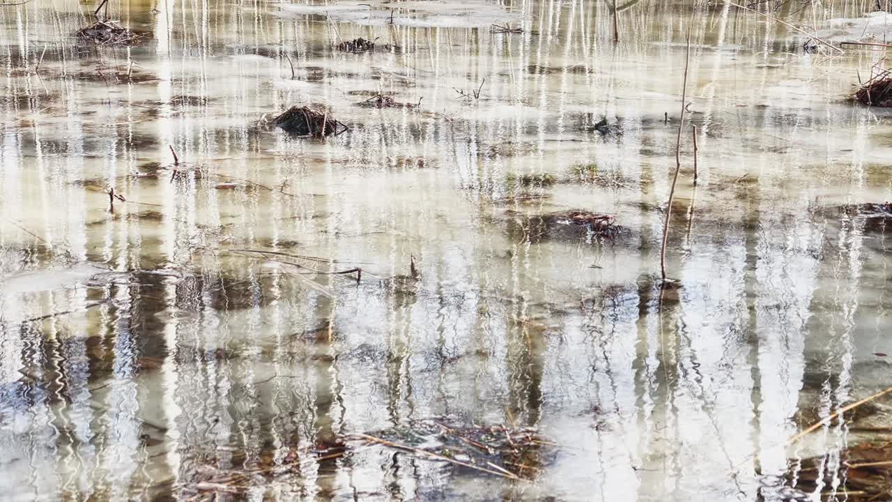 숲에서 봄이 시작되고, 나무와 관목이 물에 서 있습니다, 은 날, 빛의 패치와 물에 반사, 나무 줄기는 웅이에 반사됩니다, 하천이 흐르고, 눈을 숨니다.