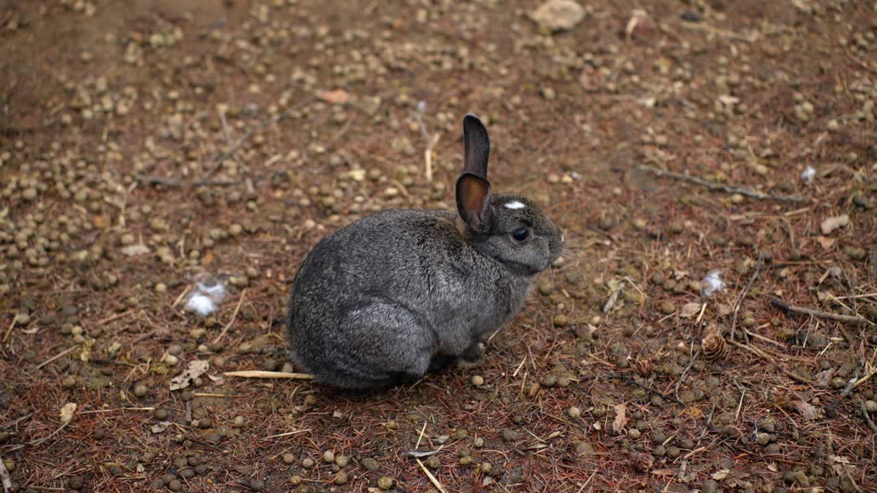 Lone Chinchilla Rabbit In The Forest Ground - Rabbit's Forest Zoo In Pyeongchang-gun, South Korea. - closeup shot