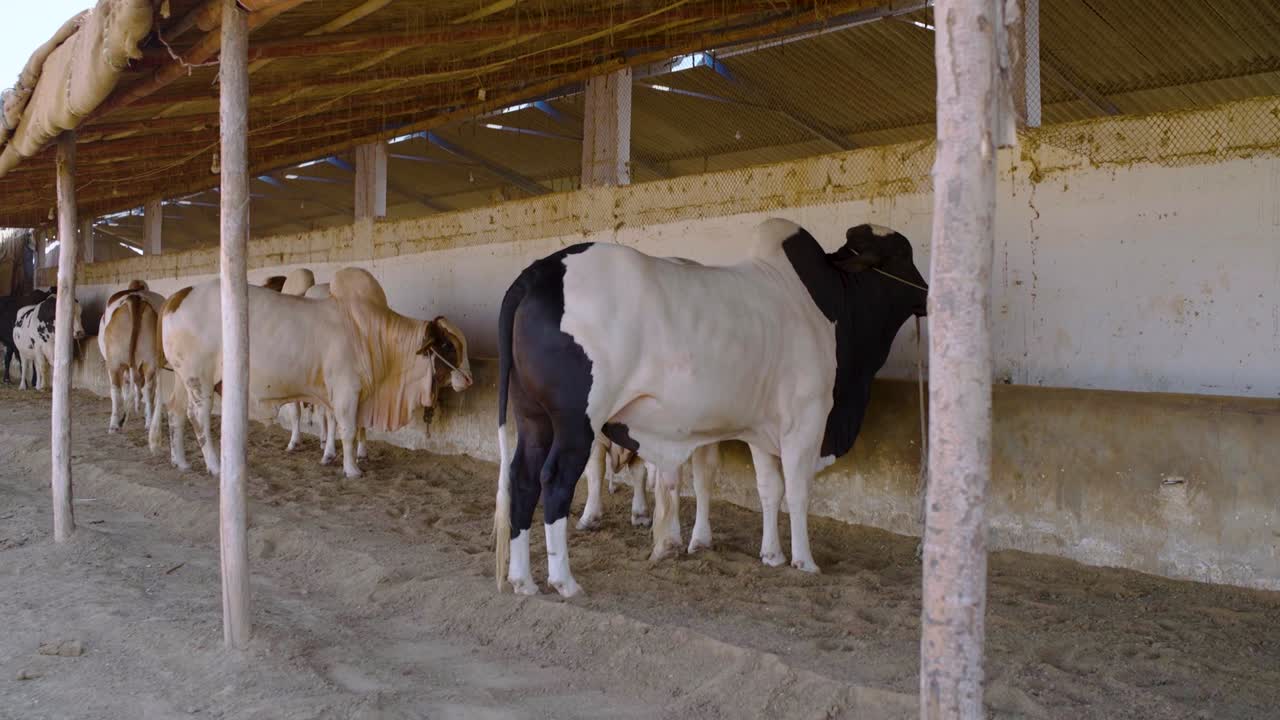 Toro bianco e nero e altro bestiame legati lungo una mangiatoia in un capannone aperto in un allevamento nel Sindh, Pakistan. Scena agricola rurale.