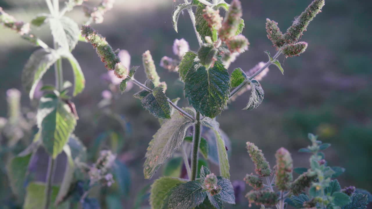 menta que crece en el jardín de hierbas en un día soleado