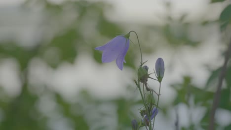 purple bellflower in a natural setting