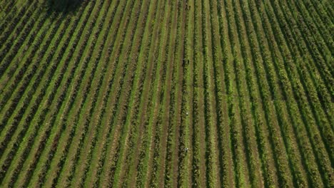 Vista-Aérea-De-Los-Trabajadores-Durante-La-Cosecha-De-Uva-En-El-Campo-De-Viñedos-Verdes-En-Portugal,-Viticultura-Granja-De-Vid