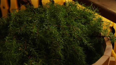 fresh juniper branches in wooden container
