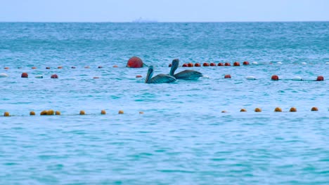 Curacao---Pelícanos-Flotando-En-El-Agua-Al-Lado-De-La-Red-De-Pesca---Plano-General