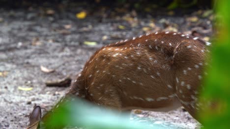 Solo-chital-deer,-axis-axis-with-reddish-brown-fur-marked-by-white-spots,-preening-its-fur-and-searching-for-food-on-the-ground,-close-up-shot