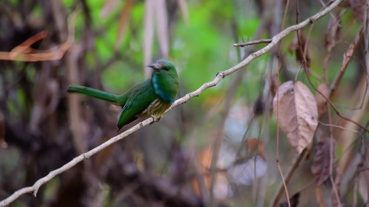 el abejaruco de barba azul se encuentra en la península de malaya, incluida tailandia, en claros de bosques particulares