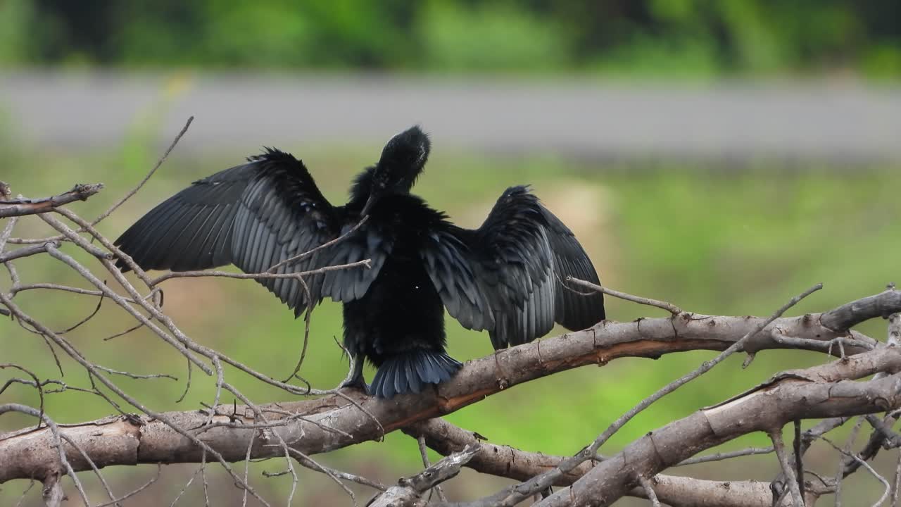 호수에서 놀고 있는 가마우지 uhd mp4 4k