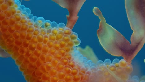dragón de mar frondoso con huevos 4k cámara lenta sur de australia