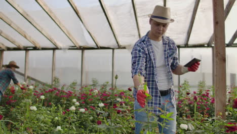 two happy farmers working in a greenhouse with flowers using tablet computers to monitor and record crops for buyers and suppliers of flowers to shops a small business and colleagues working together.