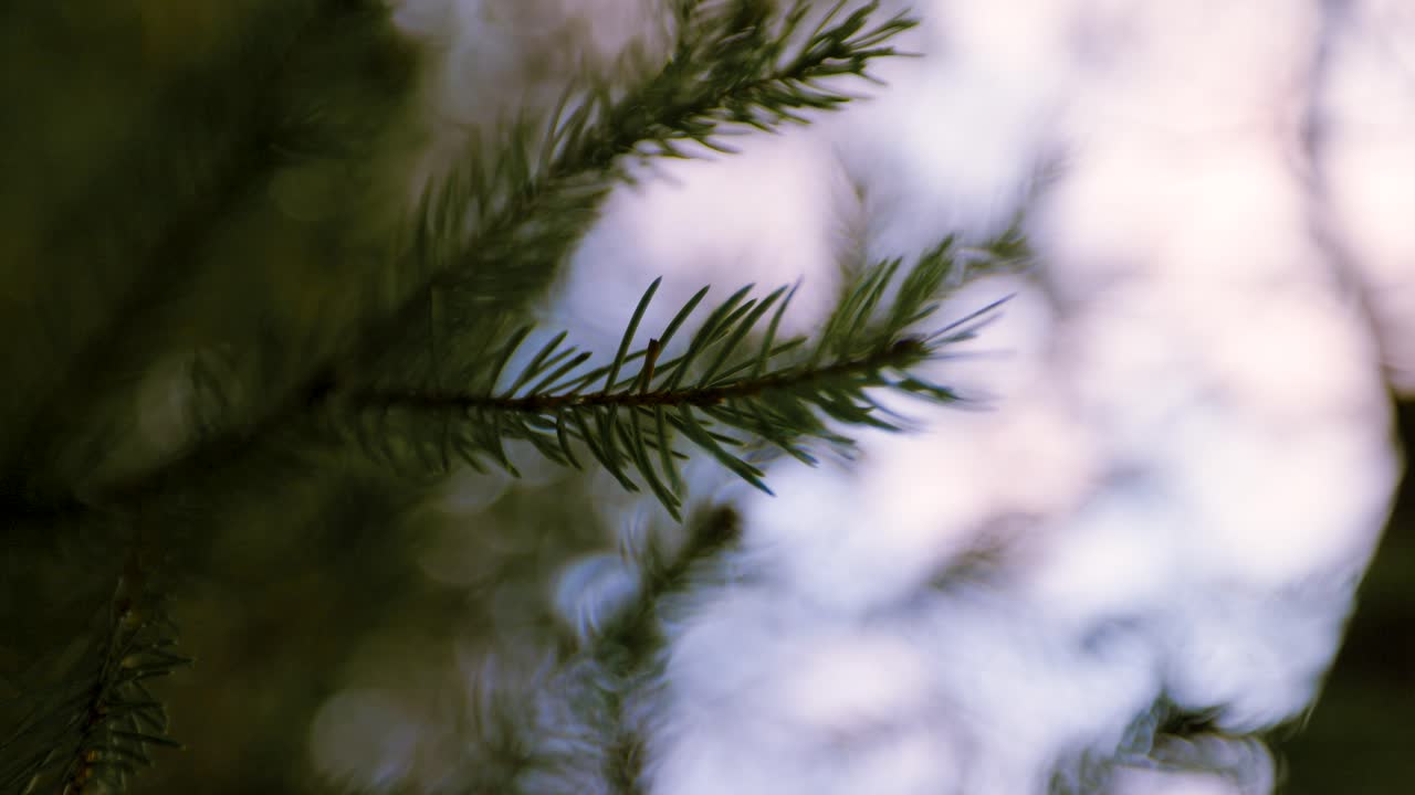 Close up of dreamy Pine branch Silhouette with out of focus blurry background