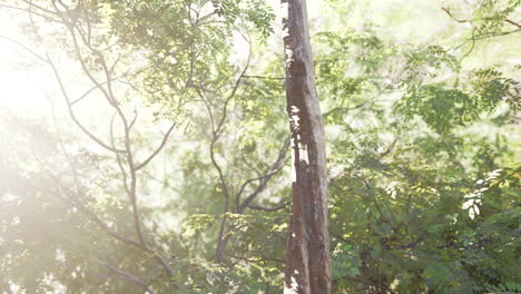 Brumosa-Mañana-De-Primavera-En-Los-Frondosos-Bosques-Resaltados-Por-Los-Rayos-Del-Sol