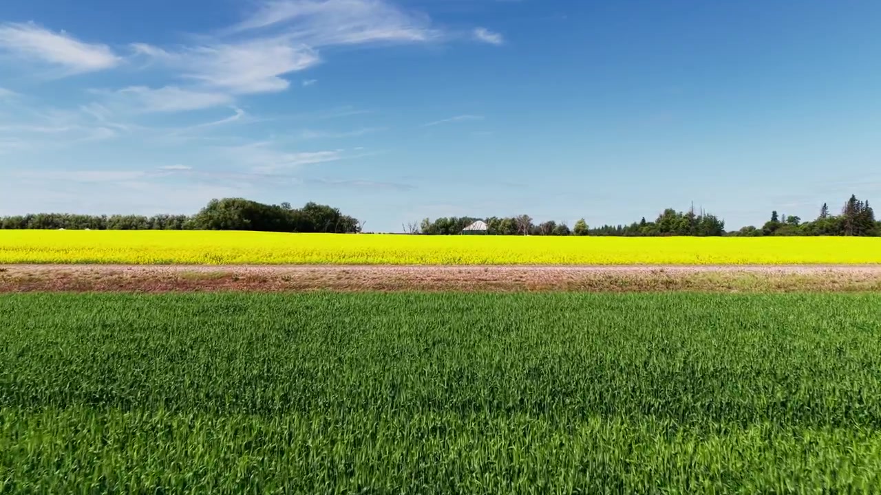 Campo verde vibrante em primeiro plano levando a um campo de canola amarelo brilhante e linha de árvores distante sob um céu azul de verão em Alberta, Canadá