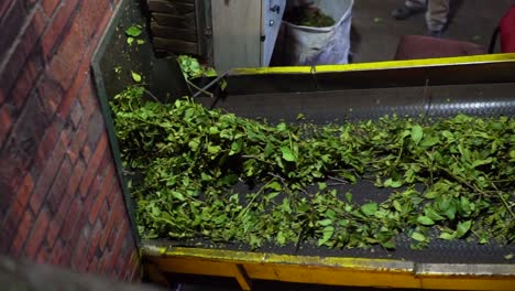 slow motion shot of green tea leaves traveling on a conveyor belt in a factory for further sorting and processing