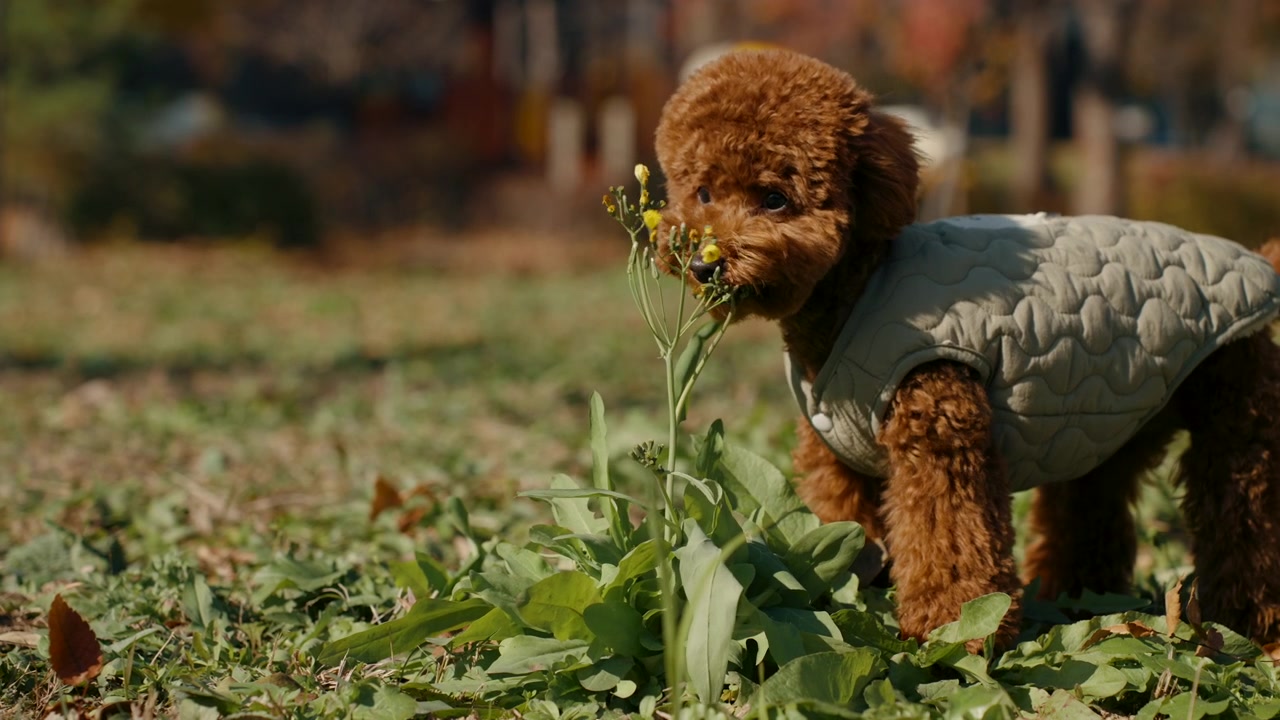 Adorabile barboncino toy morde fiori selvatici in un prato di un parco autunnale