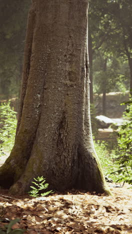primer plano de un tronco de árbol en un bosque