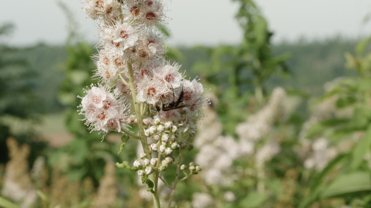 insectos polinizan en primer plano de flores de campo