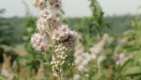 Insectos-Polinizan-En-Primer-Plano-De-Flores-De-Campo