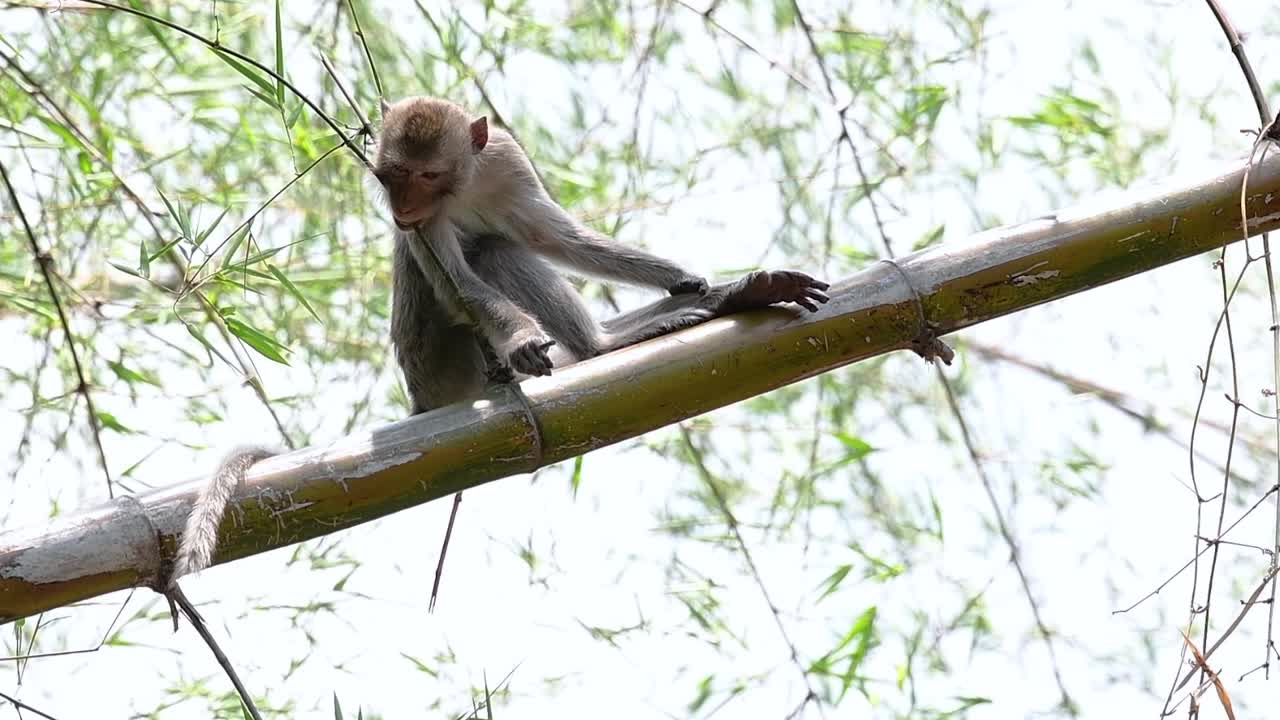 los macacos de cola larga son los monos más fáciles de encontrar en tailandia, ya que están presentes en complejos de templos, parques nacionales e incluso pueblos y ciudades