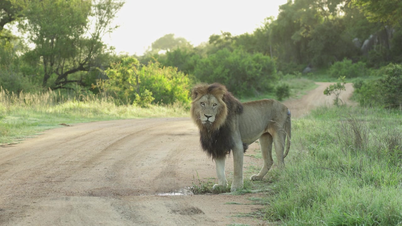 Lev stojící u kaluže na polní cestě, dívající se, než se otočí. S krásnou linií stromů v pozadí, Národní park Kruger.
