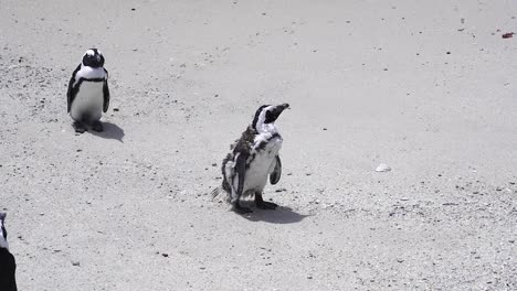 African-Penguins-Standing-On-The-Sand-In-Boulders-Beach,-Cape-Town,-South-Africa---Close-Up