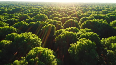 aerial view of a lush green forest