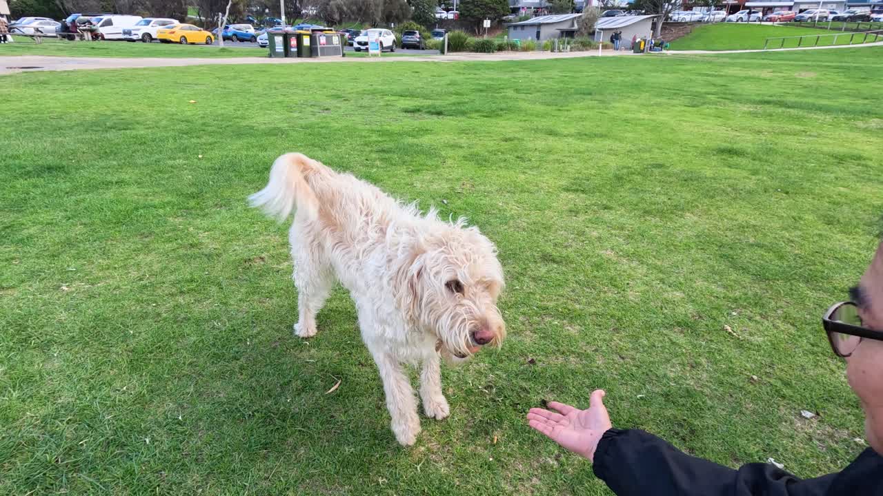 개 가 잔디 에 있는 사람 과 상호 작용 하고 있다