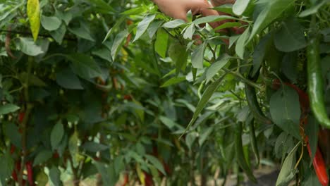 una mujer agricultora arranca y recoge chiles verdes y rojos largos de los arbustos en la plantación - primer plano