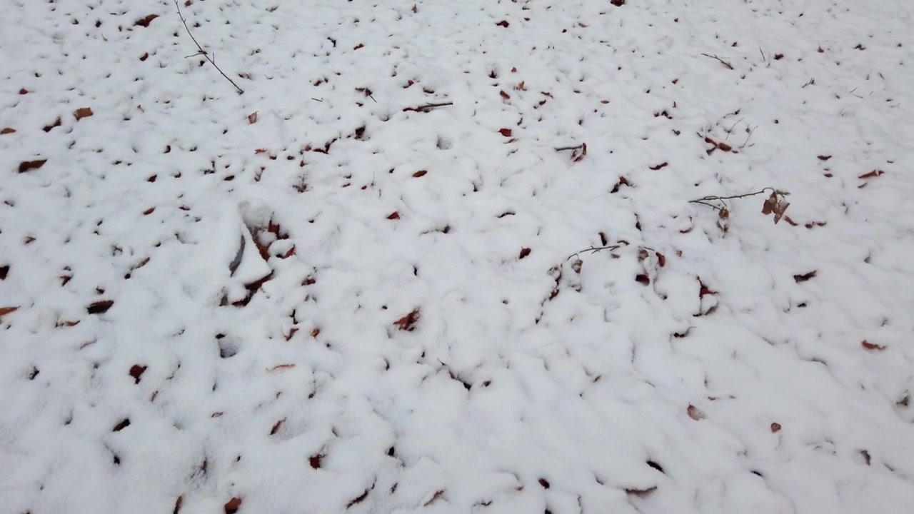Græs og blade dækket af sne i skoven