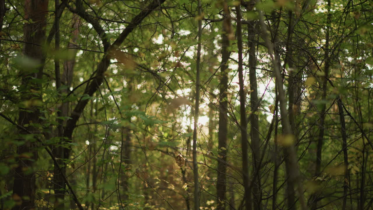 Foresta verde illuminata dal sole durante l'ora d'oro, luce solare screziata che trafigge fitti tronchi di quercia e pino, leggera sfocatura dell'obiettivo, brezza leggera che muove le foglie, sottobosco muschioso, accenno di sentiero stretto, atmosfera serena per l'escursionismo
