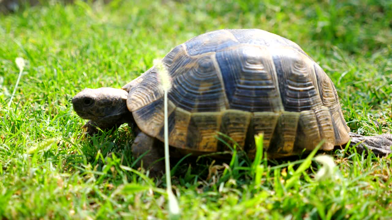 은 거북이가 천천히 초록 잔디 위를 기어다니며 자연 환경을 탐구하는 모습. 그 서식지에 있는 야생동물. 느린 움직임