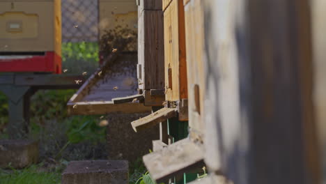 Bees-Flying-at-Hive-Entrance