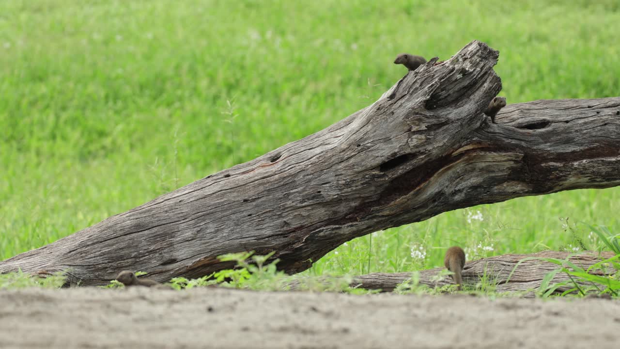 Wide shot of two dwarf mongooses looking out from a hole in a fallen tree while a third mongoose appear on the ground. Savuti, Botswana