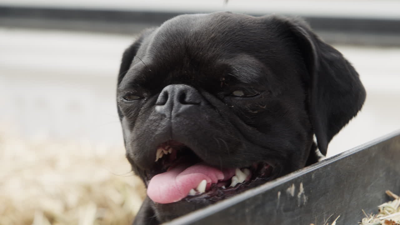 난 언제든지 어떤 개보다 귀여울 수 있어