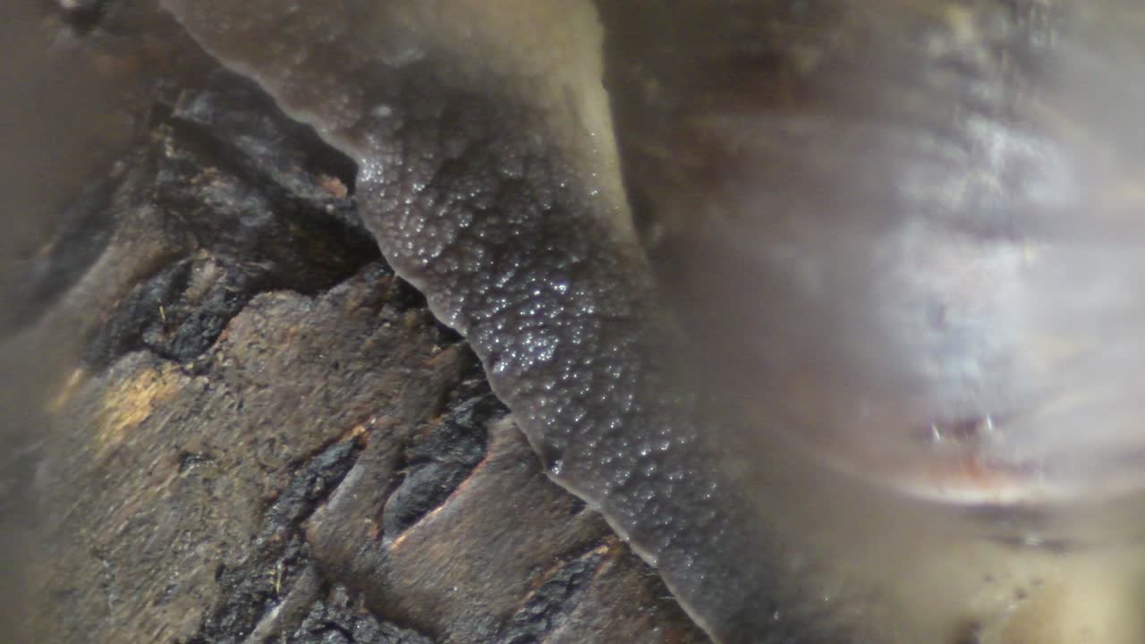 detalle del caracol gigante africano que se arrastra lentamente - achatina fulica