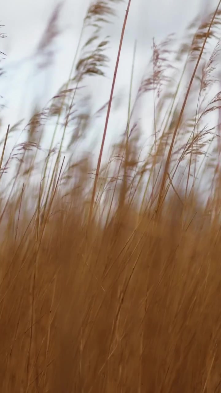 Alte canne ondeggiano con grazia nella brezza contro un cielo tenue, catturando l'essenza di un paesaggio spazzato dal vento. Ideale per progetti a tema naturalistico o documentari ambientali.