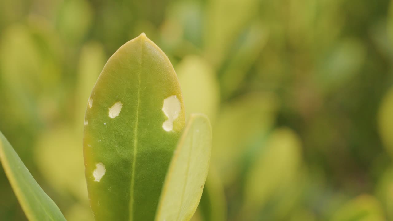 Single green leaf with white spots sways gently, shallow depth of field, soft natural lighting