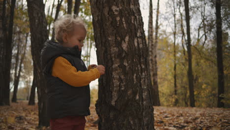 niño pequeño está viendo y tocando la corteza en el tronco del árbol en el bosque en otoño niño está explorando y estudiando la naturaleza y el medio ambiente