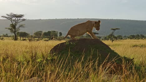 Lindo-Cachorro-De-León-Y-Leona-Jugando-En-áfrica,-Joven-Y-Divertido-León-Bebé-En-Maasai-Mara,-Kenia,-Persiguiendo-Y-Saltando-Sobre-La-Cola-Trepando-En-Un-Montículo-De-Termitas,-Animales-Africanos-De-Safari-De-Vida-Silvestre-En-Maasai-Mara