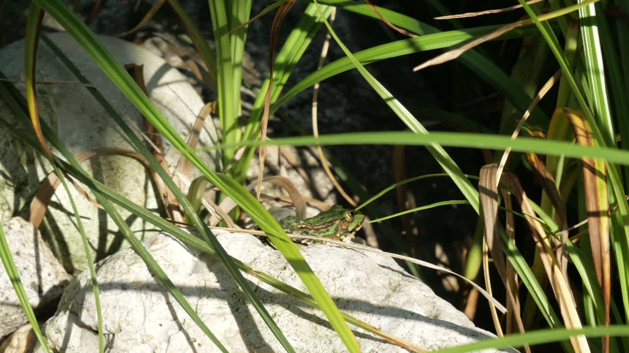 rana verde escondida en la roca entre las plantas de agua verde durante el hermoso día de verano, cierra