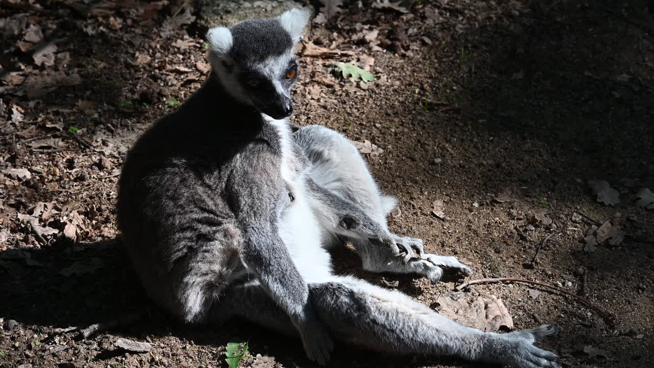 lemur está sentado en la tierra en un bosque, observación del zoológico