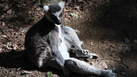 lemur is sitting on dirt in a forest, zoo observation